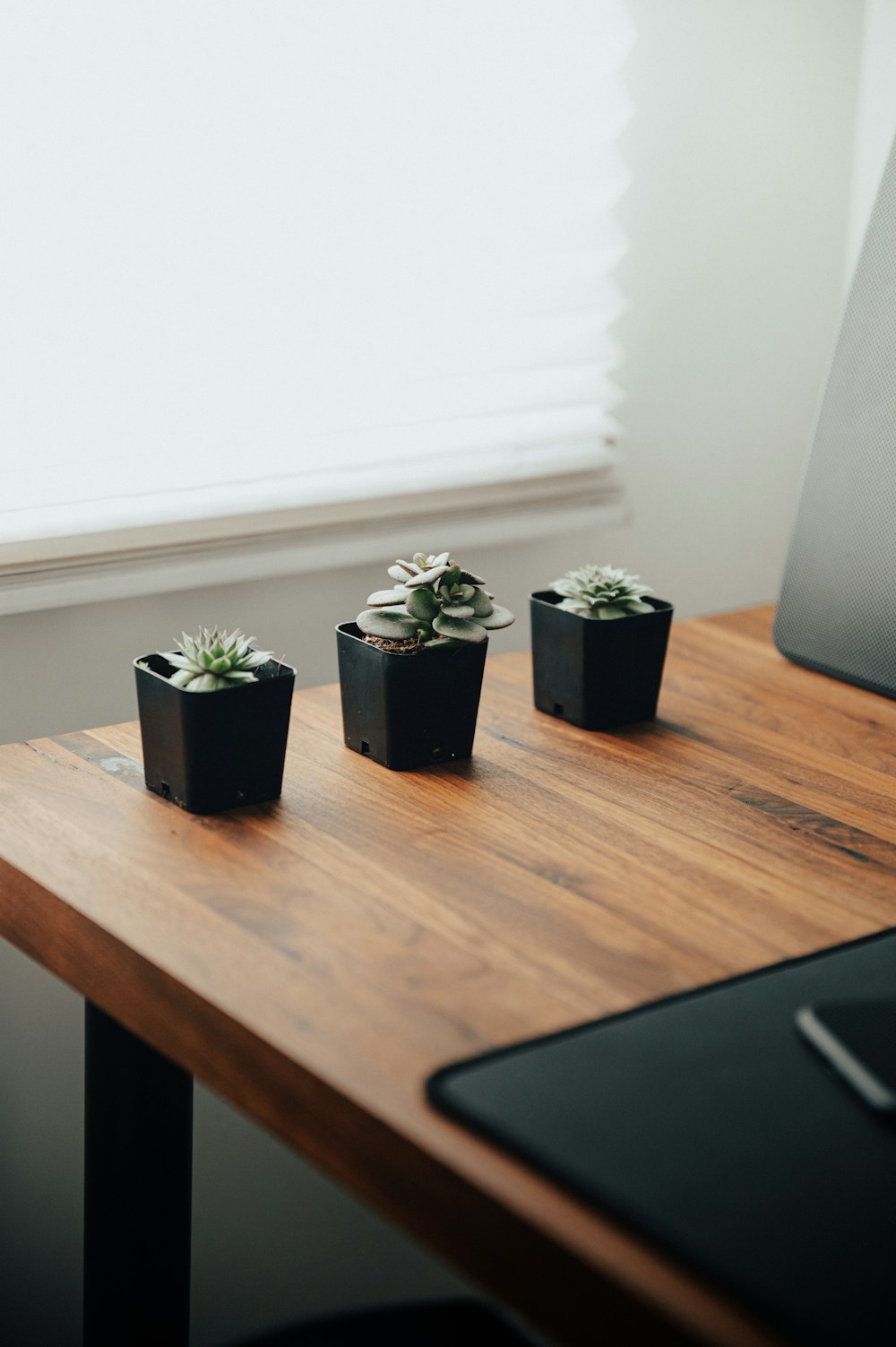 A warm wooden desk with plants beside a sunlit window